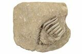 Crinoid (Macrocrinus) Fossil - Crawfordsville, Indiana #188683-1